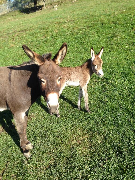 Willa Agriturismo Il Passeggere Bruscoli Zewnętrze zdjęcie