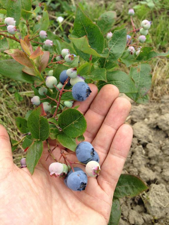 Agriturismo Il Passeggere Bruscoli Zewnętrze zdjęcie