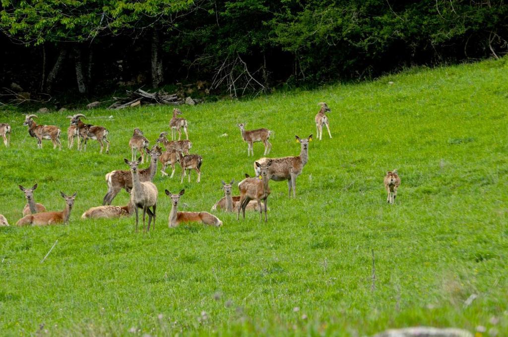 Willa Agriturismo Il Passeggere Bruscoli Zewnętrze zdjęcie